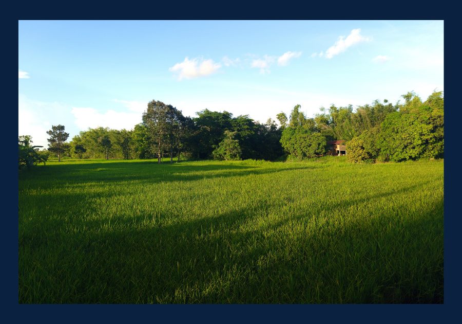 Wide open green field in East Tennessee bordered by trees under a clear blue sky on a sunny day.