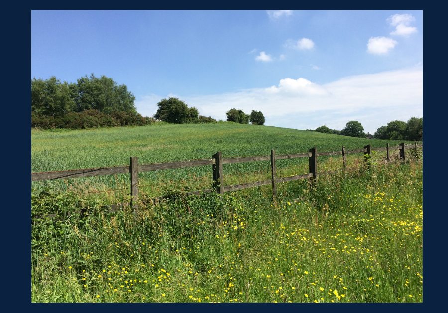 Rolling green pasture and open land in rural East Tennessee under a blue sky