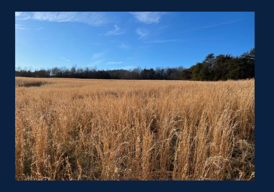 Open field with tall grass in Sweetwater Tennessee under a clear blue sky in East Tennessee