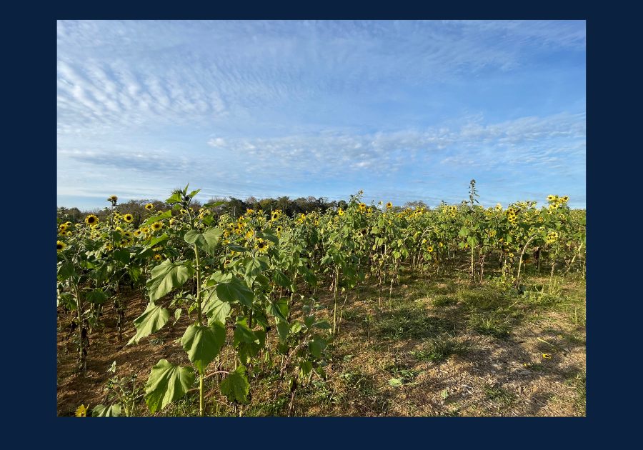 Sunflower field in Corryton Tennessee under blue sky in Knox County East Tennessee