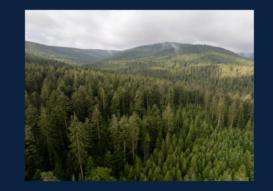 Panoramic view of a forested mountain landscape near the Great Smoky Mountains in East Tennessee.
