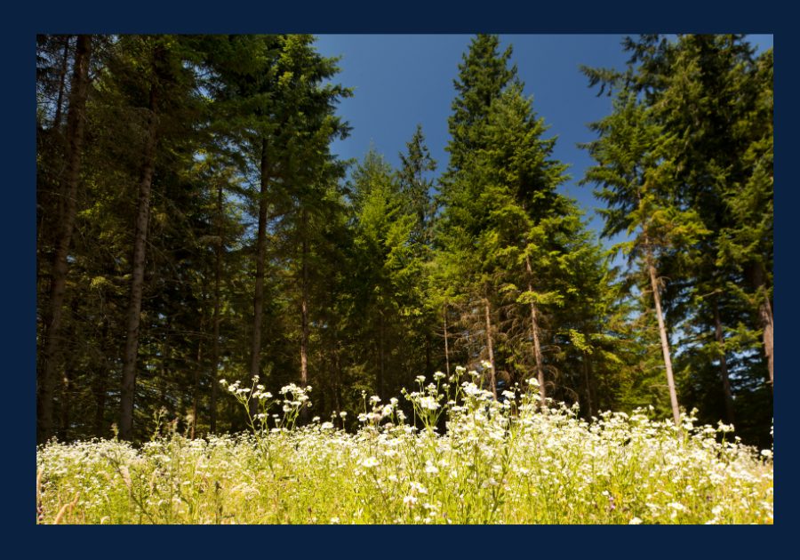 Vacant land in East Tennessee surrounded by trees and wildflowers, representing land for sale and rural property opportunities in Tennessee.