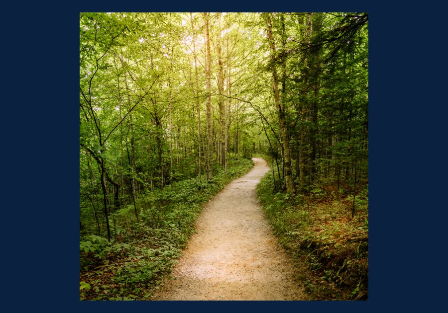 Walking trail through a wooded forest near the Great Smoky Mountains National Park.