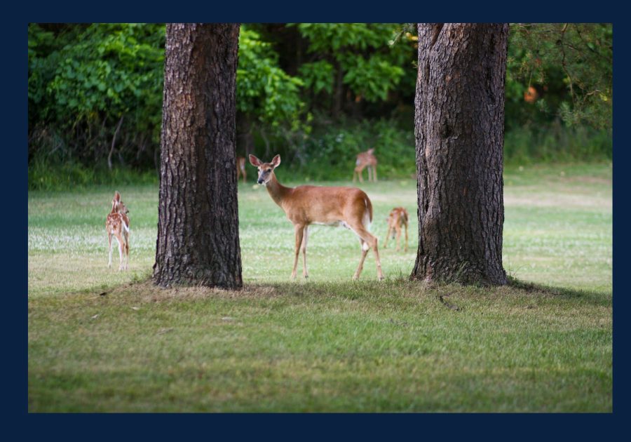 White-tailed deer standing near trees in a grassy East Tennessee neighborhood.