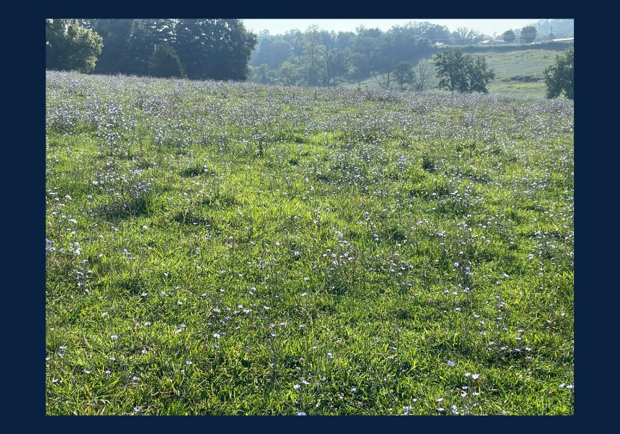 Wildflower-covered field and rolling countryside in Rogersville, Tennessee