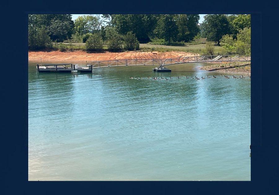 Floating dock connected to a wooded shoreline by a long metal gangway on an East Tennessee lake, with waterfowl swimming nearby.